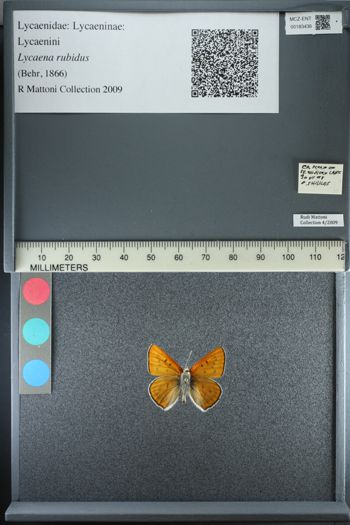 Media type: image;   Entomology 183436